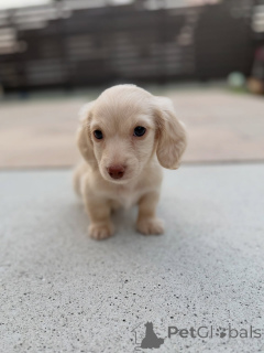 Zdjęcie №3. Zdrowe, wesołe mini jamniki szukają rodziny na zawsze. Austria