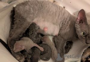 Zdjęcie №3. Kocięta Devona Rexa. Niemcy