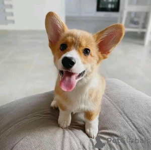 Zdjęcie №3. Corgi Puppy na sprzedaż. USA