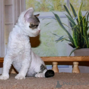 Zdjęcie №4. Sprzedam devon rex w Berlin. hodowca - cena - 2392zł