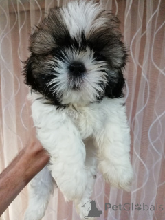 Zdjęcie №4. Sprzedam lhasa apso, maltipu, szpic miniaturowy, pudel (zabawka), shih tzu w Tallinn. prywatne ogłoszenie, od żłobka, ze schronu, hodowca - cena - 3348zł