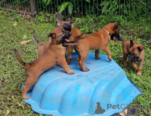 Zdjęcie №1. malinois - na sprzedaż w Tampere | negocjowane | Zapowiedź №175136
