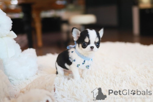 Zdjęcie №4. Sprzedam chihuahua (rasa psów) w Cold Spring Harbour. hodowca - cena - negocjowane