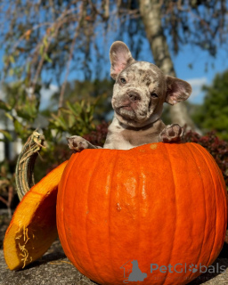 Zdjęcie №2 do zapowiedźy № 150637 na sprzedaż  buldog francuski - wkupić się Niemcy ze schronu, hodowca