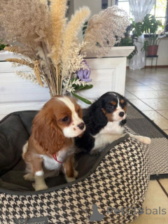Zdjęcie №1. cavalier king charles spaniel - na sprzedaż w Graz | 1435zł | Zapowiedź №167800