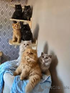 Zdjęcie №1. kot brytyjski długowłosy - na sprzedaż w Wiedeń | 2774zł | Zapowiedź № 163816