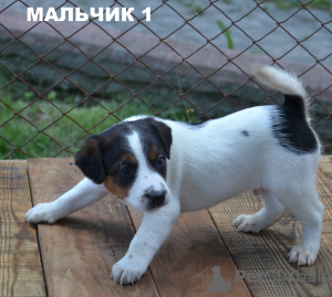 Zdjęcie №4. Sprzedam parson russell terrier w Ровно. hodowca - cena - 1050zł