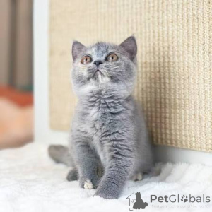 Zdjęcie №3. Chatons British Shorthair dostępne à la vente.. Belgia