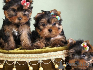 Zdjęcie №1. yorkshire terrier - na sprzedaż w Wyspa Kiawah | negocjowane | Zapowiedź №168784