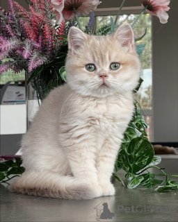 Zdjęcie №4. Sprzedam chinchilla cat w Monachium. hodowca - cena - negocjowane