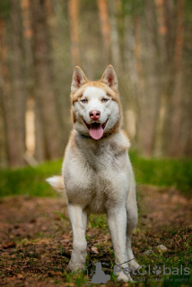 Dodatkowe zdjęcia: Przystojny husky Hart jest w dobrych rękach