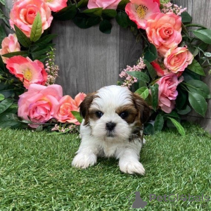 Zdjęcie №3. Piękna suczka Shih tzu. USA