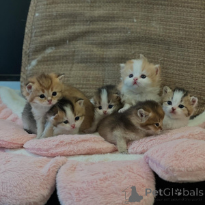 Zdjęcie №1. kot brytyjski długowłosy - na sprzedaż w Berlin | negocjowane | Zapowiedź № 161184