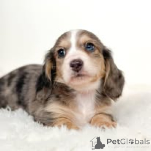 Zdjęcie №3. Dackelwelpen zu verkaufen. Francja