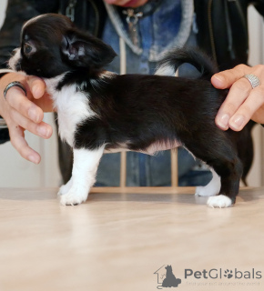 Zdjęcie №1. chihuahua (rasa psów) - na sprzedaż w Kanada Zatoka | negocjowane | Zapowiedź №161438