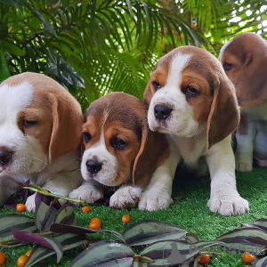 Zdjęcie №1. beagle (rasa psa) - na sprzedaż w Miami | 1981zł | Zapowiedź №56348