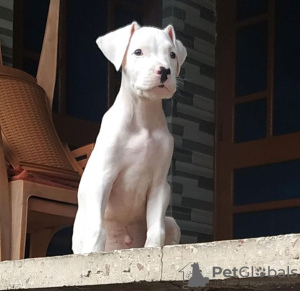 Zdjęcie №1. dog argentyński - na sprzedaż w Branson | 3367zł | Zapowiedź №50806