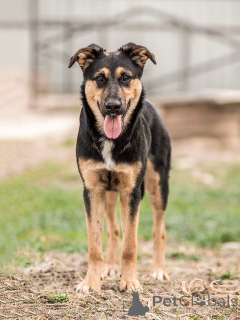 Zdjęcie №1. pies nierasowy - na sprzedaż w Moskova | Bezpłatny | Zapowiedź №166420