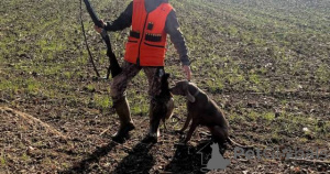 Zdjęcie №3. Wyżeł weimarski, suka. Serbia