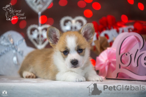 Dodatkowe zdjęcia: Sprzedam bardzo piękne szczenię welsh corgi pembroke