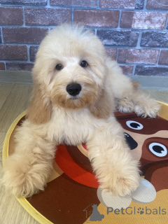 Zdjęcie №4. Sprzedam cocker spaniel angielski, pudel (krasnolud) w Woroneż. prywatne ogłoszenie - cena - negocjowane