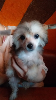 Zdjęcie №3. Piękna puchata dziewczyna, Dokumenty KSU FCI.. Ukraina