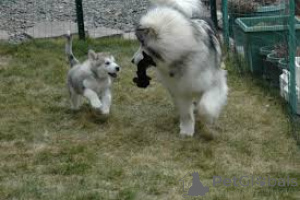 Zdjęcie №4. Sprzedam alaskan malamute w Ливерпуль.  - cena - negocjowane