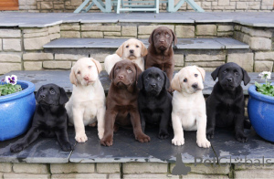 Zdjęcie №3. Urocze szczenięta labradora retrievera do adopcji. Polska