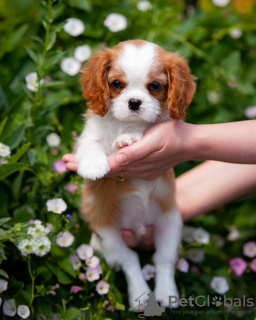 Zdjęcie №1. cavalier king charles spaniel - na sprzedaż w Гамбург | 1674zł | Zapowiedź №80864