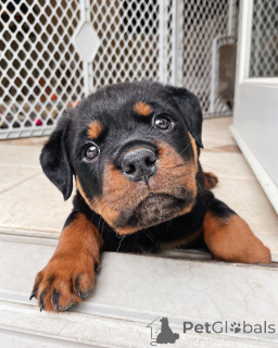 Zdjęcie №1. rottweiler - na sprzedaż w Brighton | 1435zł | Zapowiedź №177669
