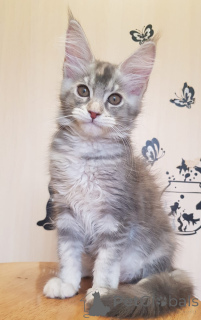 Zdjęcie №3. Groß, versspielt und sehr anhänglich, mit einem hervorragenden stammbaum.. Niemcy