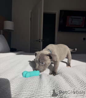 Zdjęcie №1. staffordshire bull terrier - na sprzedaż w Monachium | negocjowane | Zapowiedź №178079