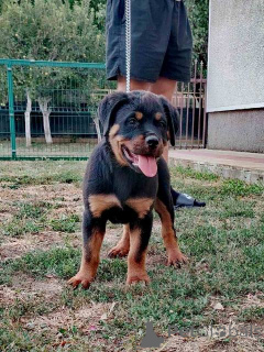 Zdjęcie №3. Rottweiler, najwyższy szczeniak. Serbia
