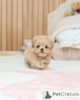 Zdjęcie №1. maltipu - na sprzedaż w Berlin | negocjowane | Zapowiedź №163588