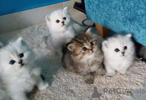 Zdjęcie №1. perskie - na sprzedaż w Bietigheim-Bissingen | Bezpłatny | Zapowiedź № 144931