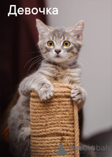 Zdjęcie №2 do zapowiedźy № 150194 na sprzedaż  kot domowy - wkupić się Federacja Rosyjska prywatne ogłoszenie