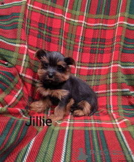 Zdjęcie №2 do zapowiedźy № 63840 na sprzedaż  yorkshire terrier - wkupić się Niemcy 