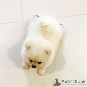 Zdjęcie №3. Sprzedam szczenięta pomorskie. Wielka Brytania