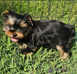Zdjęcie №1. yorkshire terrier - na sprzedaż w Berlin | 3827zł | Zapowiedź №137953
