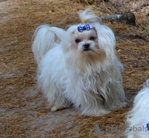 Zdjęcie №3. Do sprzedania klub maltański KSU FCI w połączeniu z wyjazdem za granicę. Ukraina