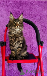 Zdjęcie №3. Kocięta rasy Maine Coon. Federacja Rosyjska