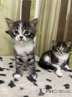 Zdjęcie №2. Hotel dla zwierząt w Federacja Rosyjska. Price - 26zł. Zapowiedź № 135186