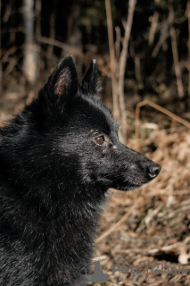 Zdjęcie №3. Schipperke Venya szuka domu.. Federacja Rosyjska