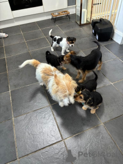 Zdjęcie №4. Sprzedam jack russell terrier w Londyn. prywatne ogłoszenie - cena - negocjowane