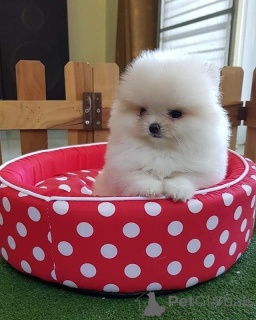 Zdjęcie №1. szpic miniaturowy - na sprzedaż w Lienz | Bezpłatny | Zapowiedź №160168