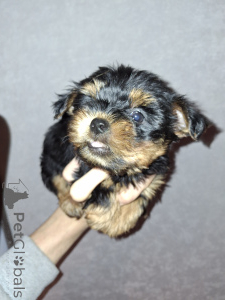 Zdjęcie №3. Szczenięta czystej krwi Yorkshire Terrier. Estonia