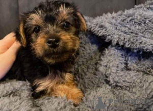 Zdjęcie №2 do zapowiedźy № 85078 na sprzedaż  yorkshire terrier - wkupić się Słowacja prywatne ogłoszenie