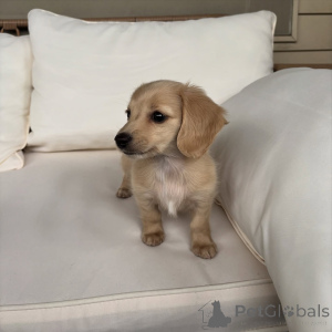 Zdjęcie №2 do zapowiedźy № 163519 na sprzedaż  jamnik - wkupić się Niemcy prywatne ogłoszenie