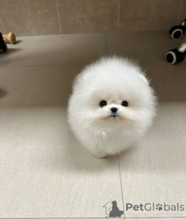 Zdjęcie №2 do zapowiedźy № 147256 na sprzedaż  szpic miniaturowy - wkupić się Bułgaria hodowca