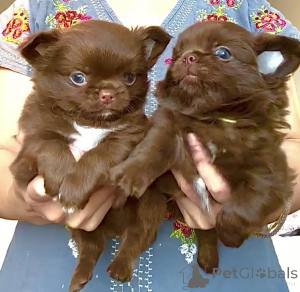 Zdjęcie №1. chihuahua (rasa psów) - na sprzedaż w Aizlingen | negocjowane | Zapowiedź №159560